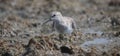 Sandpiper hunting food Royalty Free Stock Photo