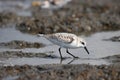 Sandpiper hunting food Royalty Free Stock Photo