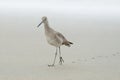 Sandpiper on long trek leaving footsteps behind