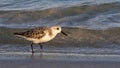 Sandpiper at Gulf Island National Seashore