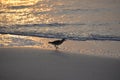 The sandpiper makes its way on the early morning beach scene