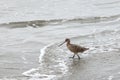 Sandpiper on the beach