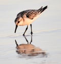 The sandpiper remains ever vigilant for predators as it huntsfor prey Royalty Free Stock Photo