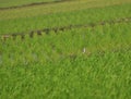 Sandpiper in rice fields Royalty Free Stock Photo