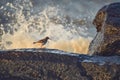 Sandpiper on rock and crashing waves in background Royalty Free Stock Photo