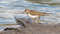 sandpiper runs along the shore in search of food Royalty Free Stock Photo