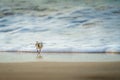 Sandpiper Sanderling