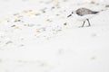 Sandpiper sanderling walking on a beach