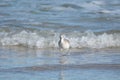 A sandpiper must keep aware of where the waves are while looking for food Royalty Free Stock Photo