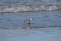 sandpiper shorebird beach water sanderling waders wildlife