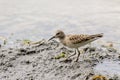 Sandpiper Shorebird