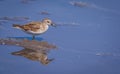 Sandpiper, a small shorebird, forages in reflective blue water