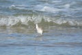 A sandpiper spends hours a day searching for a fresh catch Royalty Free Stock Photo