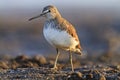 Sandpiper standing in front on peat swamp Royalty Free Stock Photo