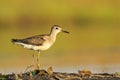 Sandpiper standing on one leg against the backdrop of the lake Royalty Free Stock Photo