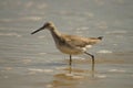 Sandpiper strolling along the beach in the Outer Banks of North Carolina. Royalty Free Stock Photo