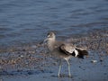 Sandpiper along the shore Royalty Free Stock Photo