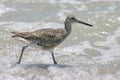 Sandpiper in Surf