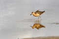 Sandpiper walk on shallow water