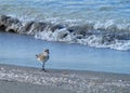 Sandpiper walking the beach during sunrise over Gulf of Mexico