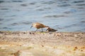 Sandpiper walking by the Batlic Sea. Swinoujscie, Poland Royalty Free Stock Photo