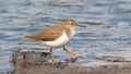 A sandpiper walks along the lake shore in search of animals Royalty Free Stock Photo