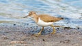 sandpiper walks along the shore in search of food Royalty Free Stock Photo