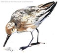 Sandpiper water bird watercolor illustration Royalty Free Stock Photo