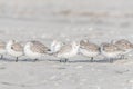 Sandpipers on Beach in Avalon, New Jersey