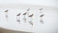 Sandpipers on beach on misty day Royalty Free Stock Photo