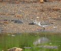 Sandpipers of Costa Rica