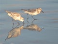 Sandpipers create a reflection in a tidal pool as they go about their daily hunt for food Royalty Free Stock Photo