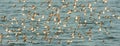 Sandpipers In Flight Royalty Free Stock Photo