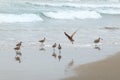 Sandpipers on the beach