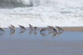 Sandpipers in a Group at the Shoreline Royalty Free Stock Photo