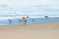 Sandpipers in a Group at the Shoreline Royalty Free Stock Photo