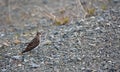 Sandpiper bird on Stekenjokk plateau in Sweden Royalty Free Stock Photo