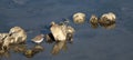 Wildlife Series - Sandpiper Bird - Scolopacidae Royalty Free Stock Photo