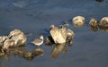 Wildlife Series - Sandpiper Bird - Scolopacidae Royalty Free Stock Photo