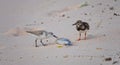 2 sandpipers walking and eating from a dead fish on the beach Royalty Free Stock Photo