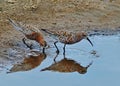 Sandpipers pair Royalty Free Stock Photo