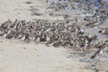 Flock of Sandpiper standing and preening on the Delaware Bay