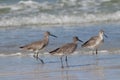 sandpipers shorebirds beach water sanderlings waders wildlife snipes dowitchers godwits