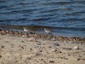 Sandpipers on Shoreline Royalty Free Stock Photo