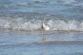 The sandpiper sprints to the beach ahead of an Atlantic ocean wave Royalty Free Stock Photo