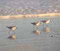 The late afternoon sun shines brightly on three sandpipers on a North Florida beach