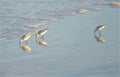 The sandpipers enjoy a calm day on the beach as they hunt the mirrored tidal pool