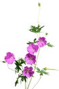 Sandrine Geranium Flower