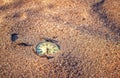 Sands of time Royalty Free Stock Photo