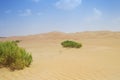 Sandscape in UAE Desert showing green vegetation